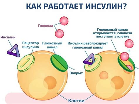 Как происходит выработка гормона ускорения развития в организме?