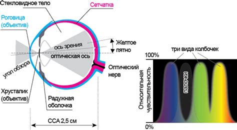 Как работает механизм восприятия цвета глазом?
