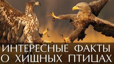 Как сны о хищных птицах предвещают потенциальные опасности