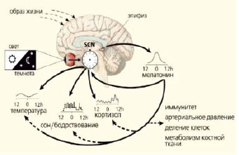 Как создать оптимальный баланс и режим суточного ритма 1 16