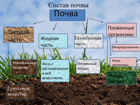 Как учитывать особенности почвы и условия выращивания растений