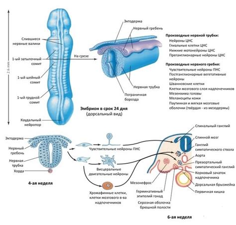Как функционирует нервная трубка плода?