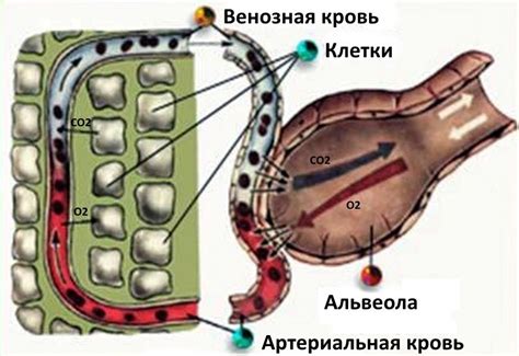 Клетки, схожие с важными органами и тканями: подобие в морфологии и роли