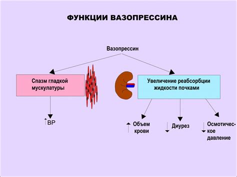 Клинические проявления и практическое значение воздействия вазопрессина на водоудержание в почках
