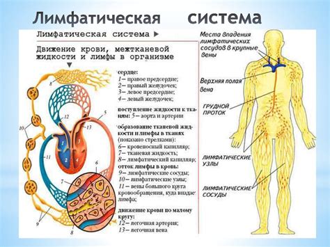 Ключевые аспекты лимфатической системы и роль органов