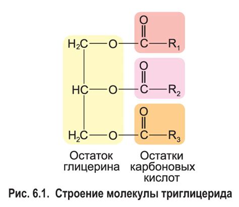 Ключевые группы липидов и их особенности строения