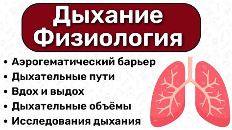 Контроль над дыханием: мастерство правильного вдоха и выдоха