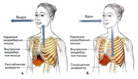 Корректное дыхание во время выполнения упражнения