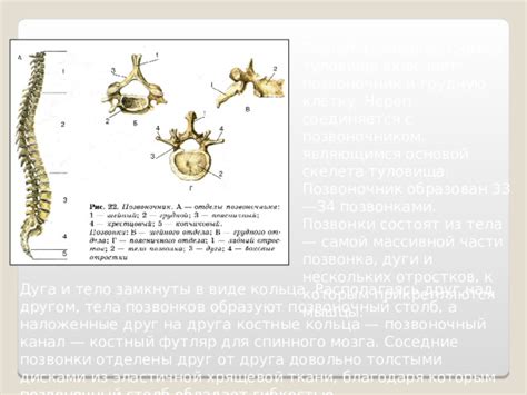 Костные структуры в левой части спины