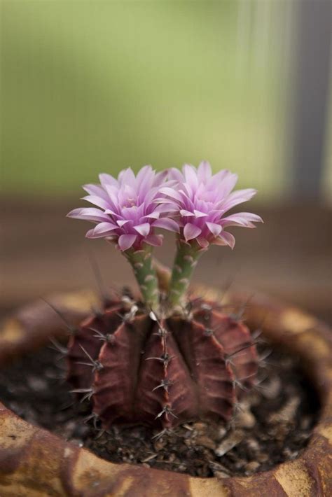 Красивые сорта каткуса gymnocalycium и их особенности выращивания