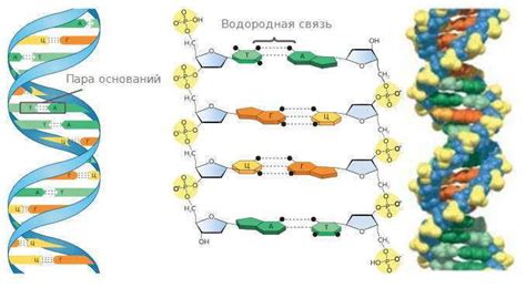 Кристаллизация молекулы ДНК: фундаментальные аспекты