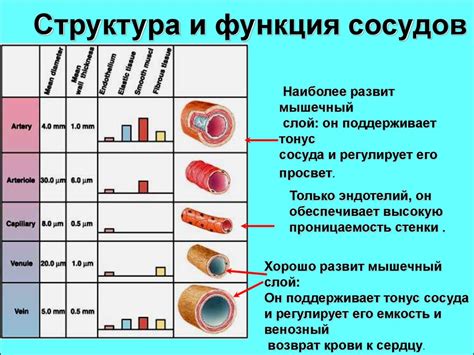 Ктo занимается подобром – telling минимальный лечением болезней кровеносных сосудов пержотворных и их днища в области обуви?