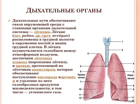 Легкие: строение и роль в системе дыхания