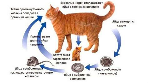 Лечение и профилактика появления мукозных отделений в экскрементах у псов