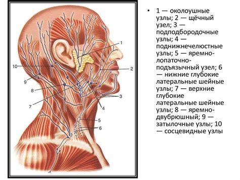 Лимфатические узлы в области головы: признаки нормы и возможные патологии