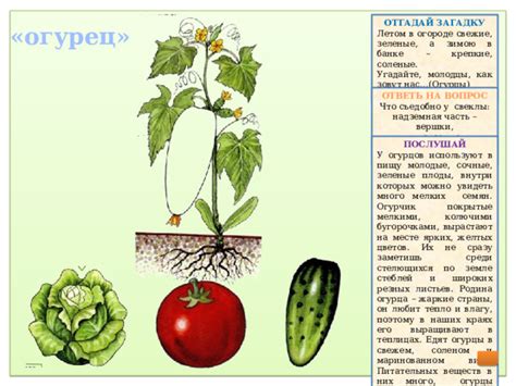 Магические корни и корешки