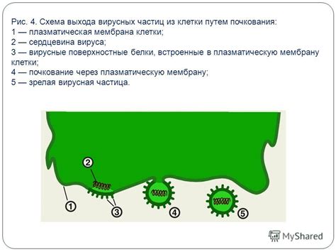 Маскировка вирусных белков под белки клетки-хозяйки