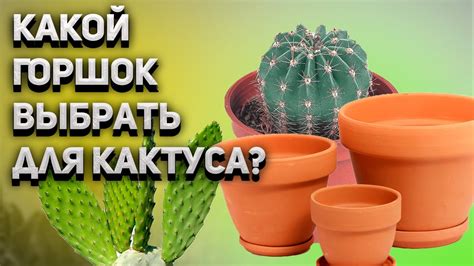 Материалы для создания поддона для кактусов: какой выбрать?