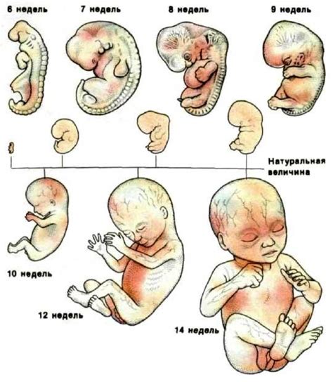 Медицинские преимущества рождения ребенка на 7-м этапе беременности