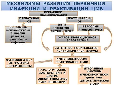 Меры профилактики для минимизации риска заражения цитомегаловирусной инфекцией