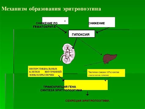 Место образования эритропоэтина в организме