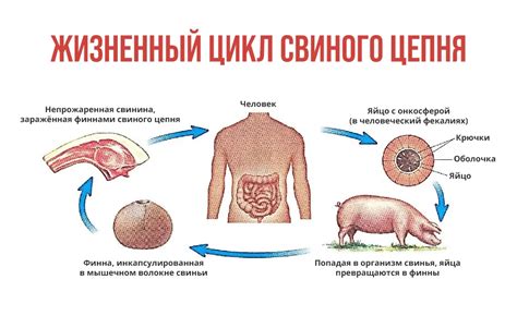 Методы диагностики паразитарных инфекций: обнаружение наличия глистов в организме