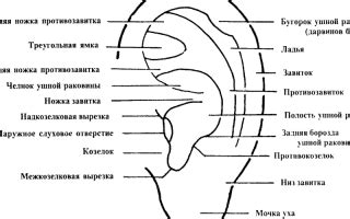 Методы для выведения лишней влаги из ушной раковины