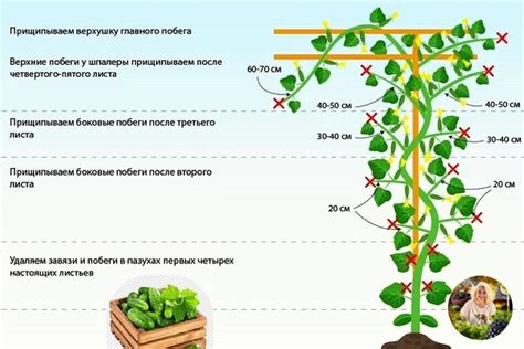 Методы искусственного пасынкования огурцов: плюсы и минусы