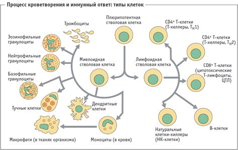 Методы нормализации уровня клеток иммунной системы: лимфоцитов и моноцитов