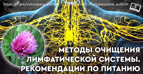 Методы очищения лимфатической системы для поддержания здоровья