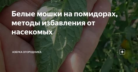 Методы эффективного избавления от нежелательных насекомых