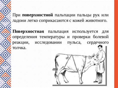 Метод пальпации носа и ушей для определения температуры животного