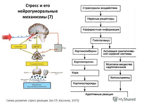 Механизмы возникновения и стимуляции слюноотделительной реакции