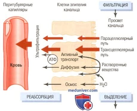 Механизмы действия вазопрессина на реабсорбцию воды в почечных канальцах