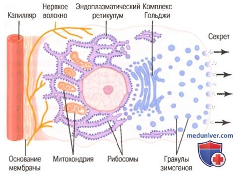 Механизмы микроциркуляции и слизистая оболочка: секреция слизи и эффективный питательный поток