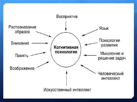 Механизмы обработки информации в мозге: основы когнитивной психологии