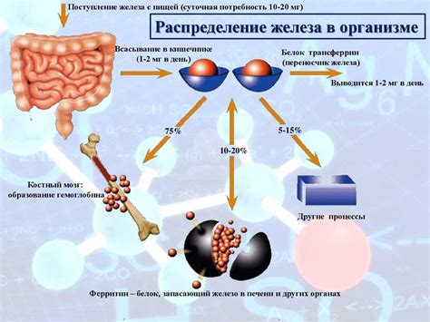 Механизмы образования и отложения избыточного железа в организме