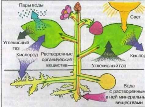 Механизмы перемещения веществ по флоэму: взгляд внутрь системы растений