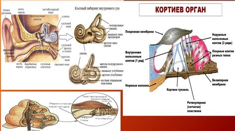 Механизмы работы и основные функции слухового аппарата