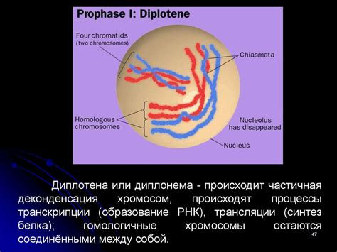 Механизм влияния эритропоэтина на клеточном уровне