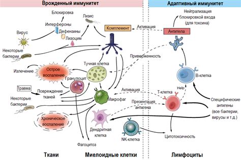 Механизм воздействия сухофруктов на работу иммунной системы