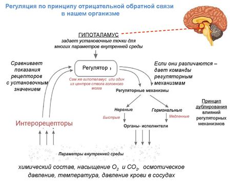 Механизм действия Ибутаморена в организме