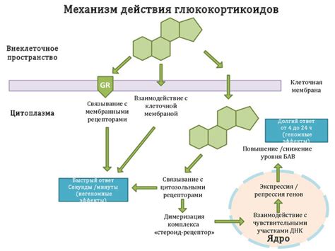 Механизм действия глюкокортикостероидов в организме