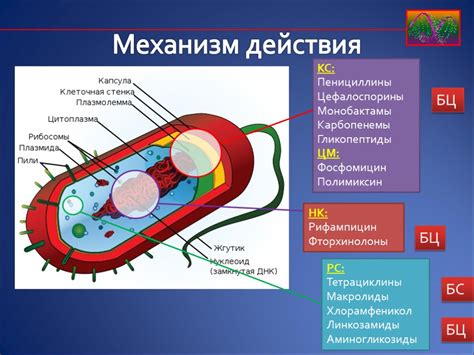 Механизм действия кристаллического дезодоранта