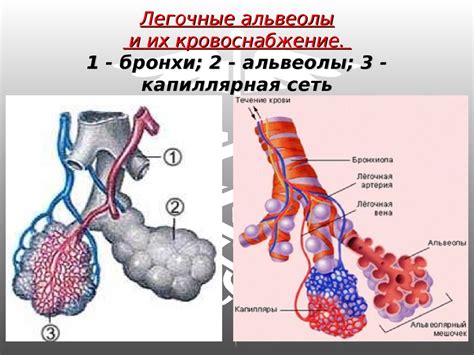 Механизм проявления неприятного аромата в обонянии: исследование