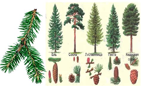 Механизм формирования конусов на хвойных деревьях: причины и процесс образования