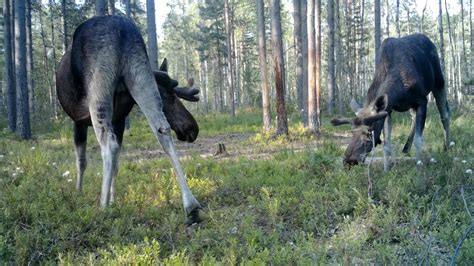 Миграции лосей и их важность для сохранения генетического разнообразия