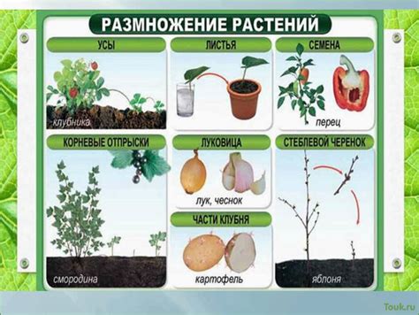 Миниатюрное искусство размножения: методы и приемы получения новых растений