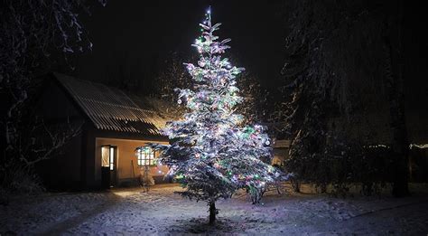 Мифическая символика новогоднего дерева в сновидениях