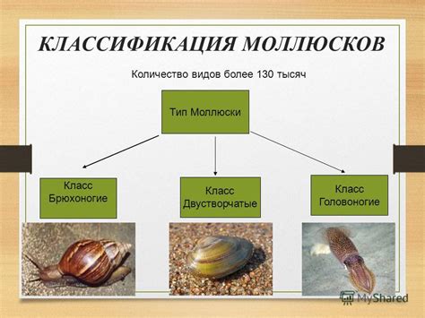 Моллюски: определение и классификация